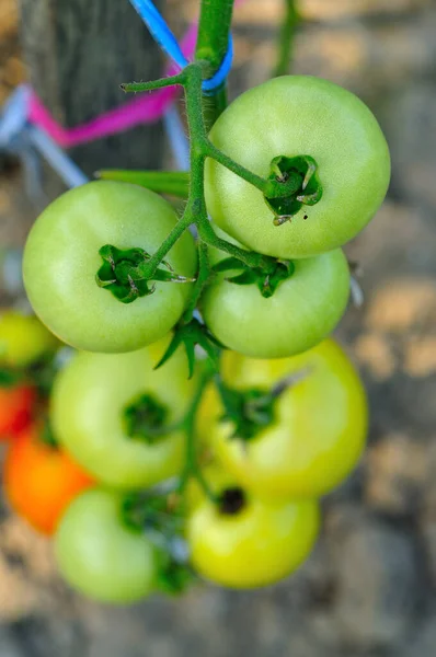 Grüne Tomaten Auf Einem Zweig — Stockfoto