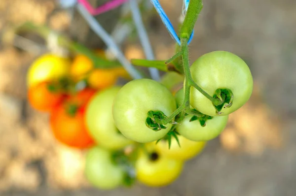 Tomates Verdes Ramo — Fotografia de Stock