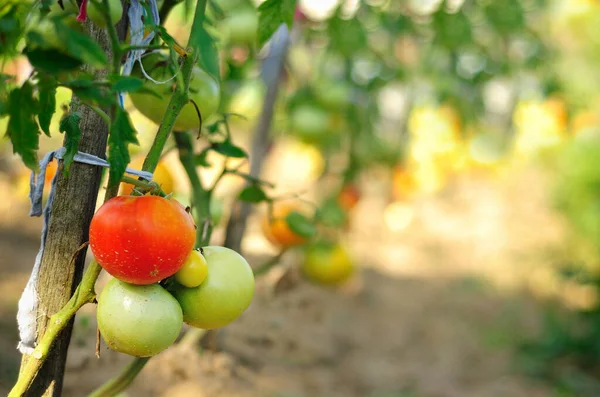 Tomates Verdes Rojos Una Rama — Foto de Stock