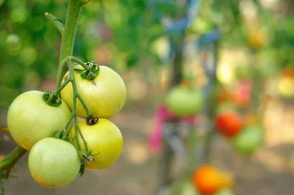 Grüne Tomaten Auf Einem Zweig — Stockfoto