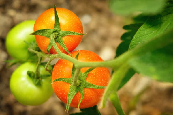 Rode Groene Tomaten Een Tak — Stockfoto