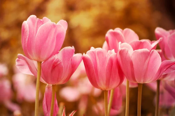 Tulipanes Rosados Jardín —  Fotos de Stock
