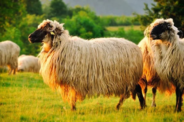 夕暮れ時の丘の羊の放牧の群れ — ストック写真