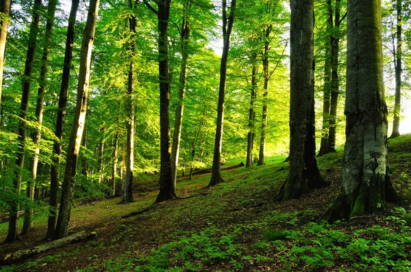 Auringonnousu Vuoriston Metsässä — kuvapankkivalokuva