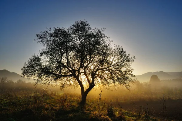 Albero Solitario Nella Nebbia Del Mattino — Foto Stock