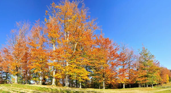 Colorful Autumn Forest Mountain — Stock Photo, Image