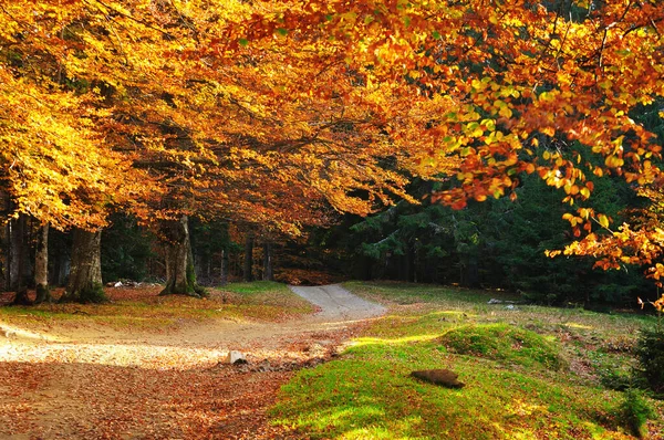 Красочный Осенний Лес Горах — стоковое фото