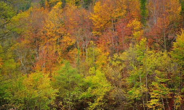 Colored autumn forest texture