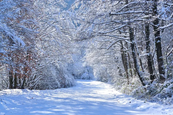 Scenic Winter Road Forest Covered Snow Snowfall — Stock Photo, Image