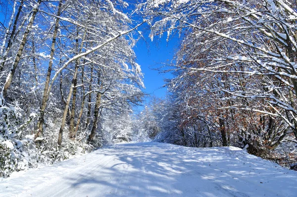 雪下过后 风光明媚的冬季道路穿过被雪覆盖的森林 — 图库照片