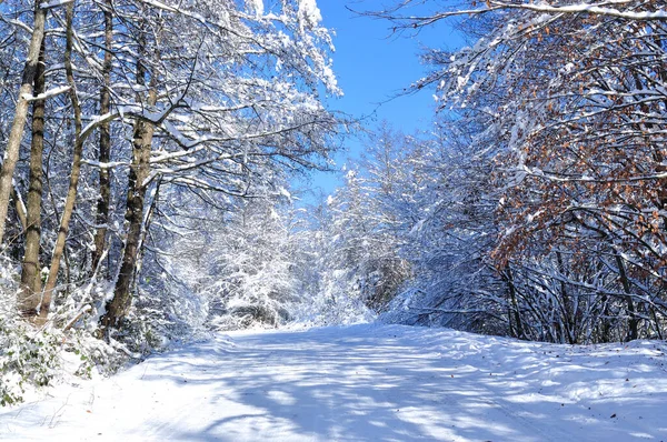 雪下过后 风光明媚的冬季道路穿过被雪覆盖的森林 — 图库照片