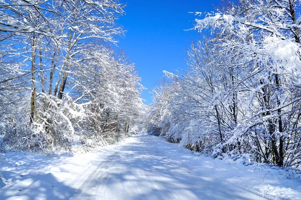 Scénická Zimní Cesta Lesem Pokrytá Sněhem Sněžení — Stock fotografie