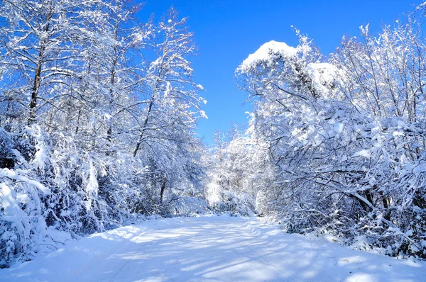 Strada Panoramica Invernale Attraverso Foresta Coperta Neve Dopo Nevicate — Foto Stock