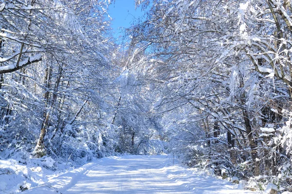 雪下过后 风光明媚的冬季道路穿过被雪覆盖的森林 — 图库照片