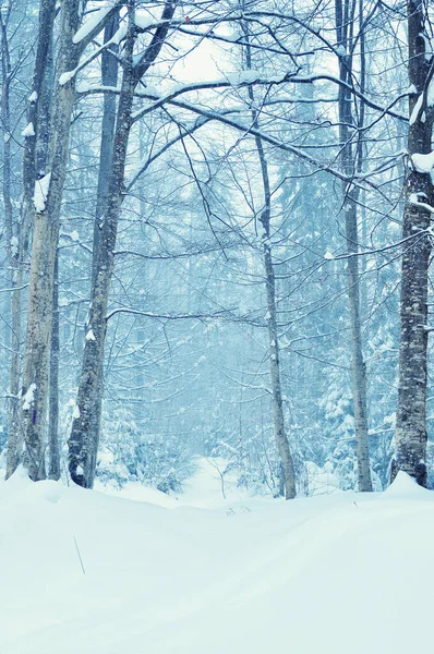 Floresta Inverno Nas Montanhas — Fotografia de Stock