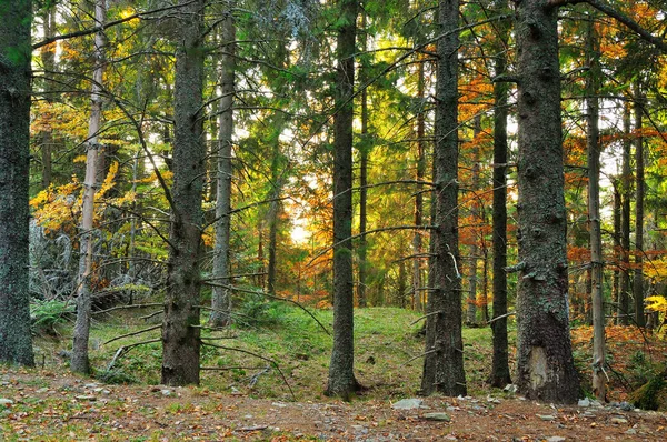 Floresta Outono Colorido Montanha — Fotografia de Stock