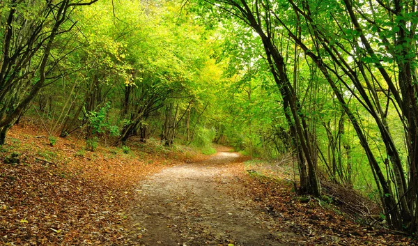 Herfstweg Het Bos — Stockfoto