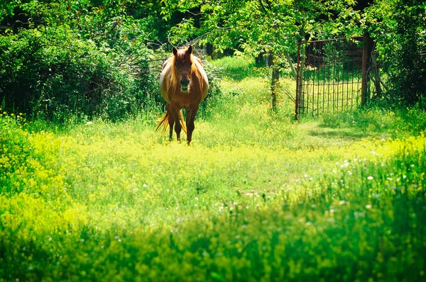 Кінь Зелених Пасовищах Краєвид Країни — стокове фото