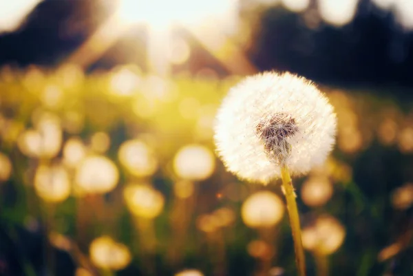 Dandelions Meadow Sunset — Stock Photo, Image