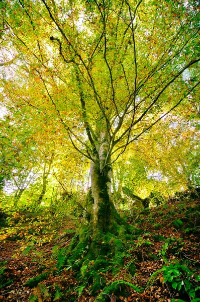 Big Tree Moss Green Forest — Stock Photo, Image