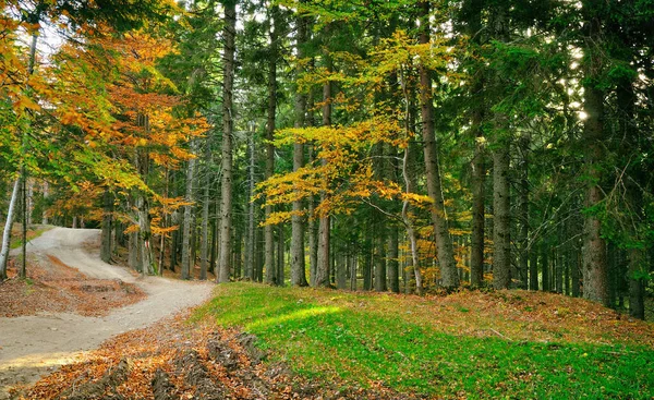 Forest Carpathian Mountains — Stock Photo, Image