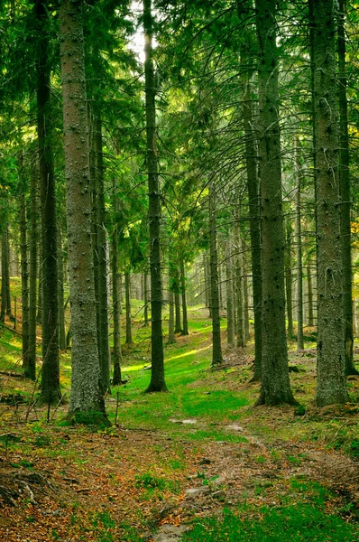 Floresta Nas Montanhas Dos Cárpatos — Fotografia de Stock