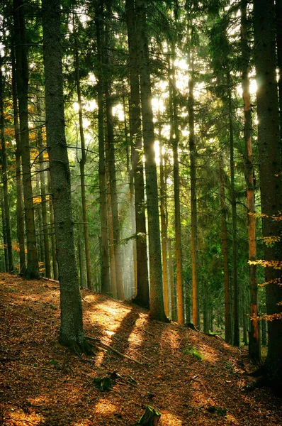 Wald Den Karpaten — Stockfoto