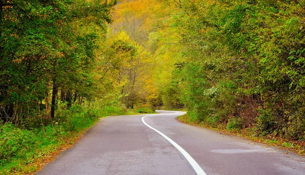 Serpent Asphalt Road Nature — Stock Photo, Image