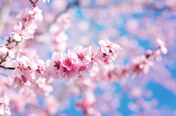 Flores Primavera Con Fondo Azul — Foto de Stock