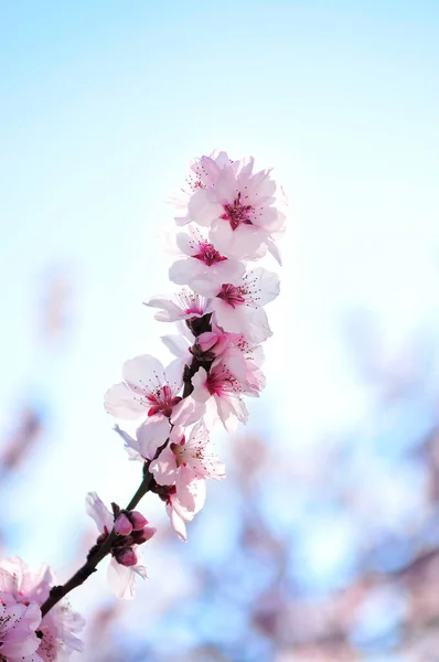 Spring Blommor Med Blå Bakgrund — Stockfoto