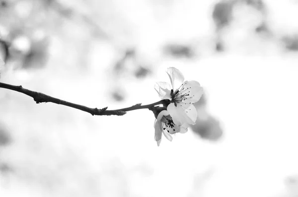 Spring Blommor Med Blå Bakgrund — Stockfoto