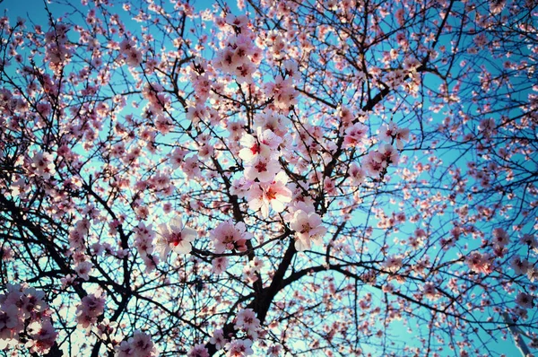 Fleurs Printemps Avec Fond Bleu — Photo