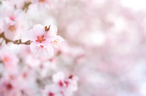 Rosa Blommor Våren — Stockfoto