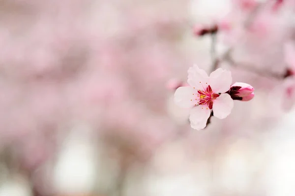 Rosa Blommor Våren — Stockfoto