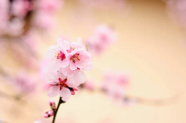 Rosa Blommor Våren — Stockfoto