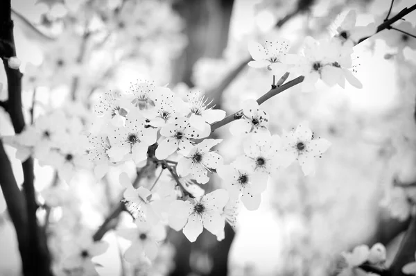 Vita Blommor Våren — Stockfoto