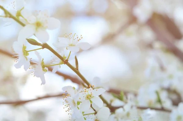 Vita Blommor Våren — Stockfoto