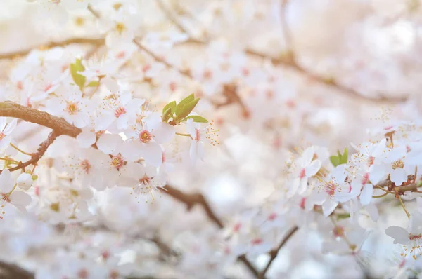 Vita Blommor Våren — Stockfoto