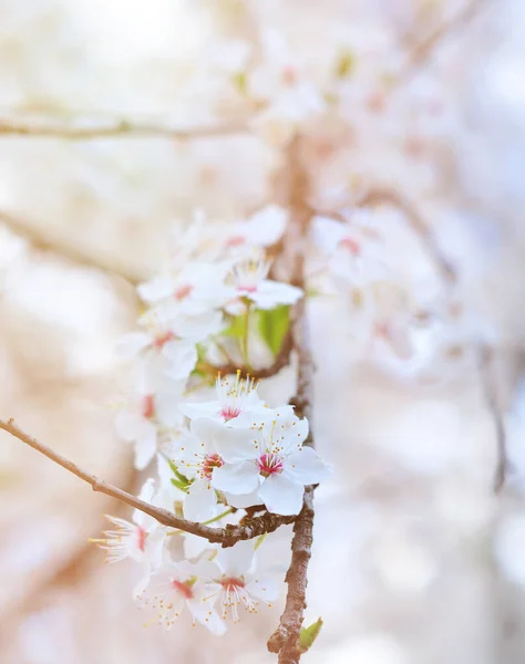 Vita Blommor Våren — Stockfoto