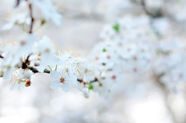 Vita Blommor Våren — Stockfoto