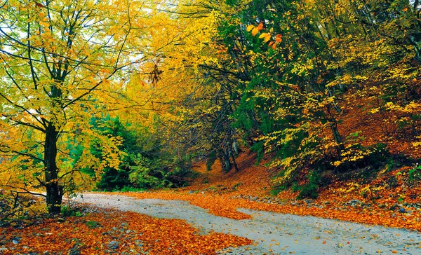 Paisagem Outono Com Estrada Árvore Amarela Imagem Panorâmica — Fotografia de Stock