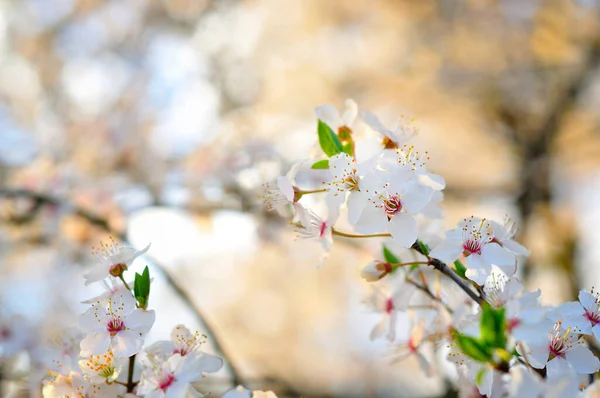 Vita Blommor Våren — Stockfoto