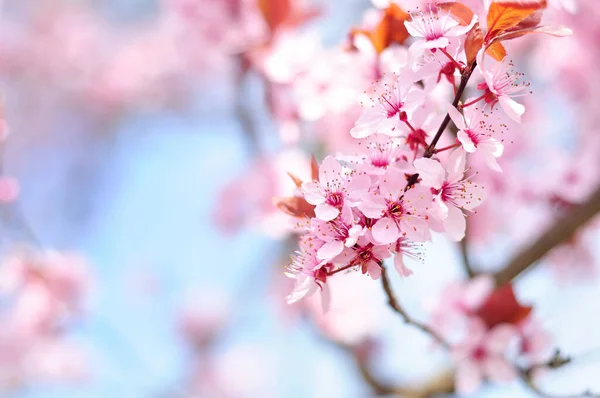 Baharda pembe çiçekler