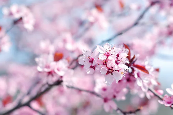 Rosa Blommor Våren — Stockfoto