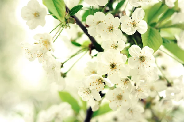 Vita Blommor Våren — Stockfoto