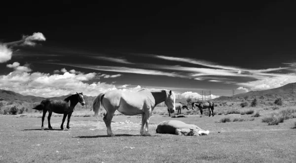 Olhando Cavalos Campo Roménia — Fotografia de Stock