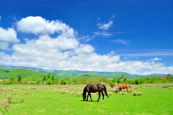 ルーマニアの田舎で馬を見る — ストック写真