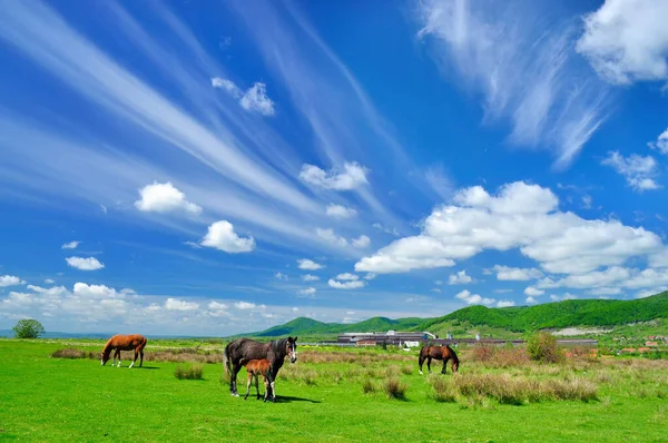 Hevosten Katselu Maaseudulla Romaniassa — kuvapankkivalokuva