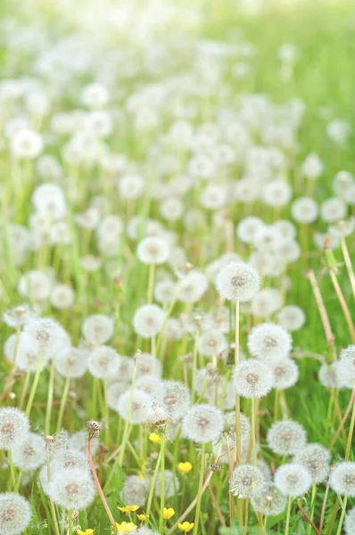 Sluiten Van Verse Paardebloemen — Stockfoto