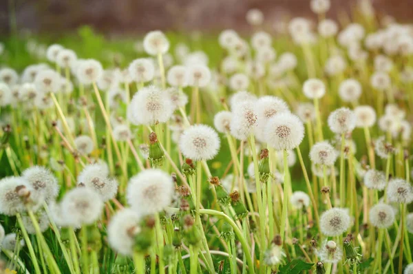 Close Fresh Dandelions — Stock Photo, Image